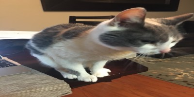 pet-supplies-and-pet-food